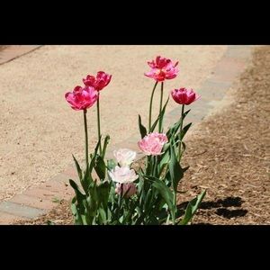 Meet your Posher, Pachia